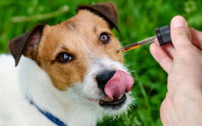 10 Best CBD Oil for Dogs You Must Try