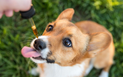 Celebrate National Dog Day With These CBD Infused Products For Your Pet